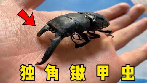 在路边捡到一只罕见的锹甲虫，被它夹住手指会很疼吗？