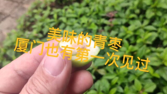 青枣第一次见到原来树是这样的