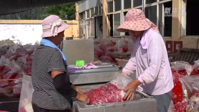 千城百县看中国|河北临漳:小辣椒铺就致富路