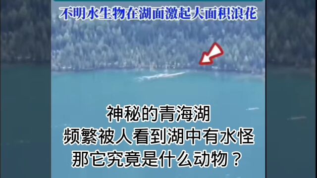 不明水生物在湖面激起大面积浪花,神秘的青海湖频繁被人看到,那它究竟是什么