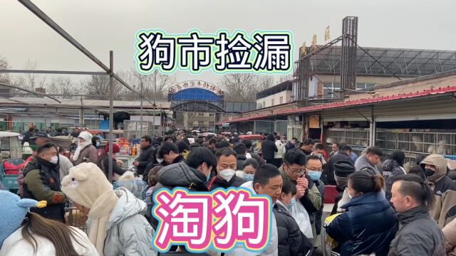 国内大型狗市开市!场面火爆十分热闹!人比狗还多!买狗全靠“抢