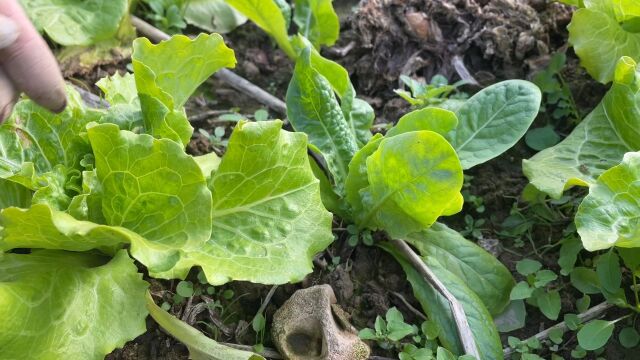 家庭种植生菜管理简单,开春播种长势旺盛无虫害,分享种植方法