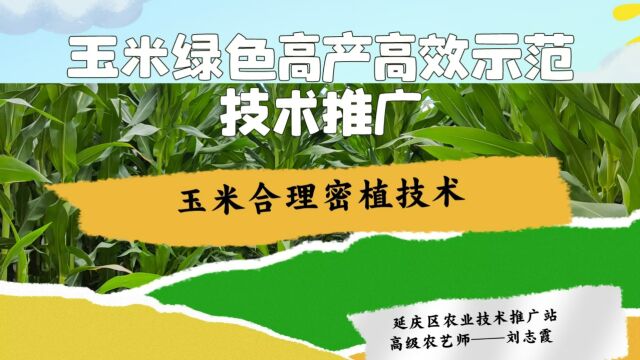 2023年延庆区玉米绿色高产高效示范项目玉米合理密植技术