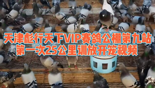 天津彪行天下VIP赛鸽公棚第九站第一次25公里训放开笼视频