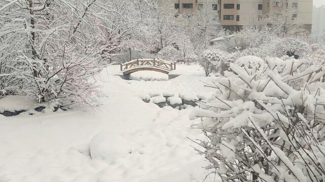 枝头雪满园白雀屏飞舞银树绽放妍冬去春晓归赞太原春雪