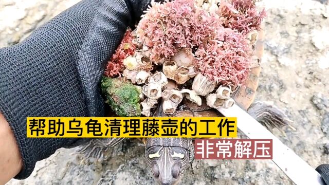 帮乌龟清理藤壶是非常解压的工作