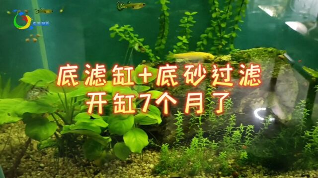 底滤缸+底砂过滤7个月没换水怎么样了