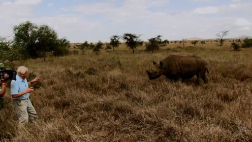 拍摄黑犀牛的惊悚瞬间！难度值超高的野性任务！