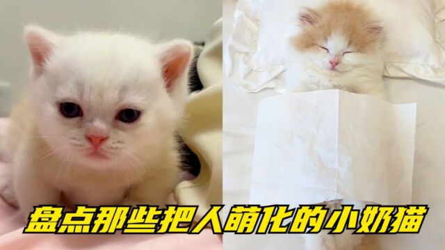 盘点那些把人萌化的小奶猫,小猫竟然开口会喊妈,瞬间给我镇住了!