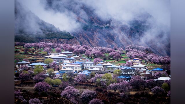 2023年西藏林芝桃花节什么时间开始?3月20日,去年桃花节航拍回忆