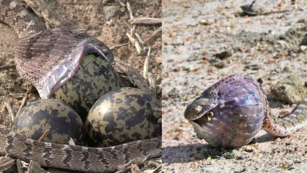 蛇偷到鸟蛋含嘴中带走,竟生吞比头大3倍的蛋鼓成球,镜头记录全过程