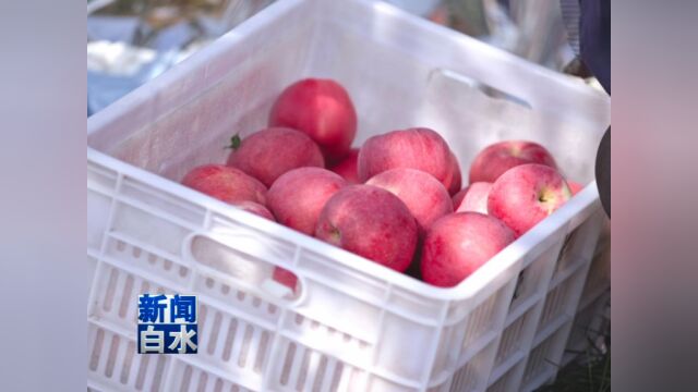 我县苹果产业发展中心荣获全国农牧渔业丰收奖三等奖