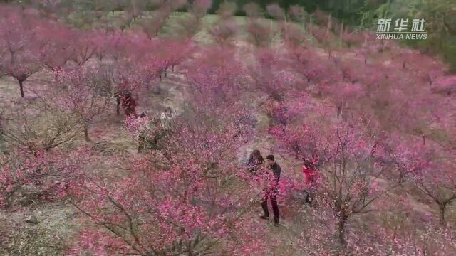 江苏溧阳:曹山梅花初绽放