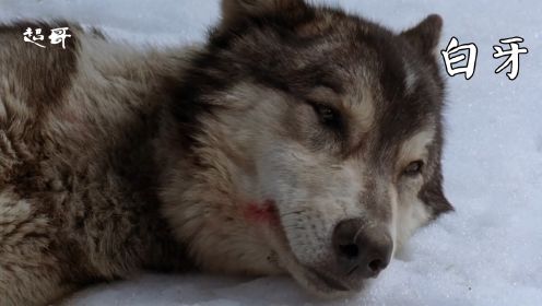 《雪地黄金犬》一只狼的一生，看哭了多少人？