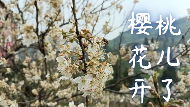 樱桃花开,等您来!