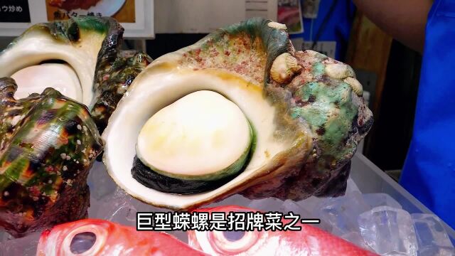 2公斤巨型夜光蝾螺得多少肉?先爆炒再做刺身,味道鲜美回味无穷