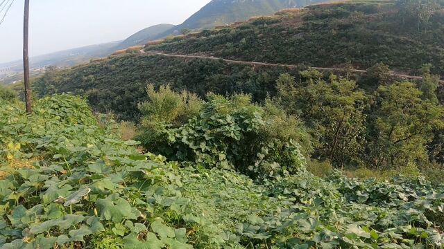 中秋节山里转一下,摘点柿子看看风景惬意