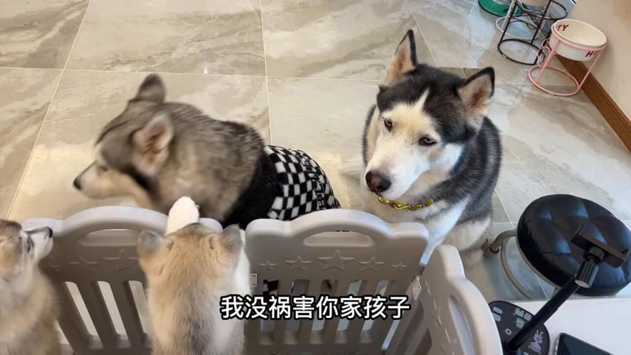 二哈:我是真狗,你是真的狗啊!_高清1080P在线观看平台_腾讯视频