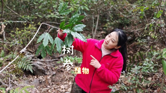 南方神奇植物“树参”,药用价值跟二级保护植物高,遇见请别动