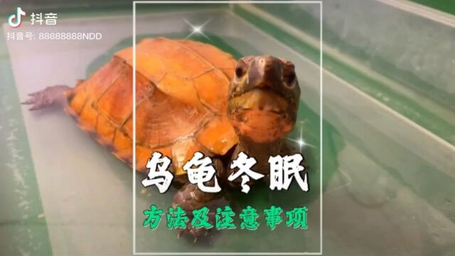 乌龟冬眠