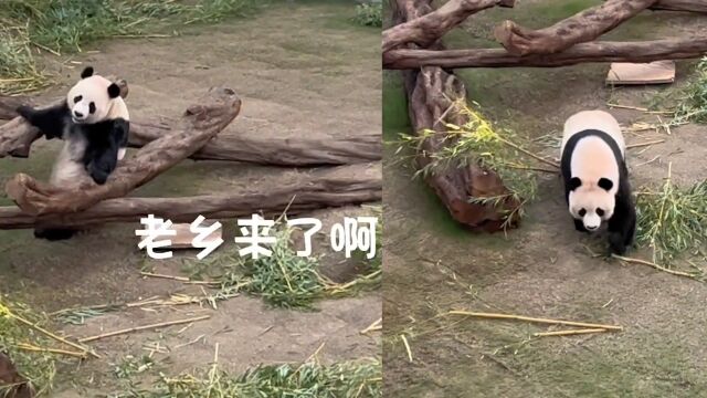 中国男子在卡塔尔看望熊猫京京,用四川话喊京京后,随后一幕高能