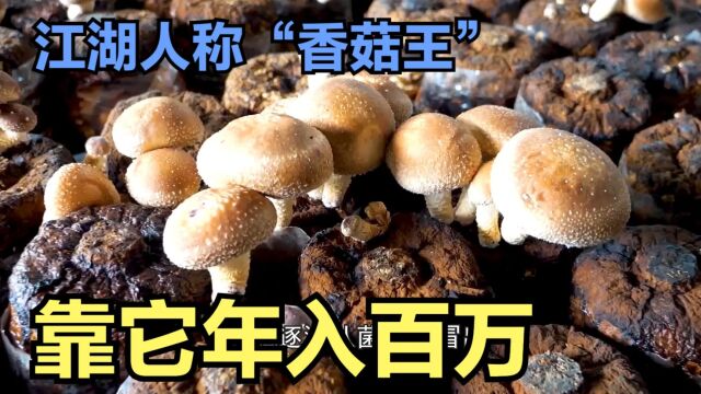 江湖人称“香菇王”,专注香菇40年,一年生产上万斤