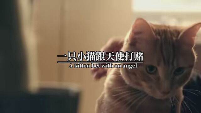 天使与猫 #学生必看