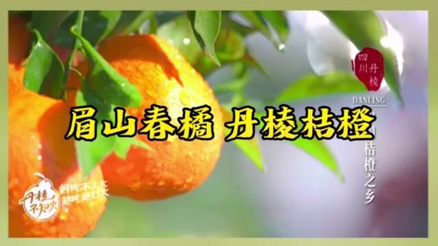 #317丹棱桔橙桃花节 #不知火 眉山春橘,丹棱桔橙!“不知火”等你来!