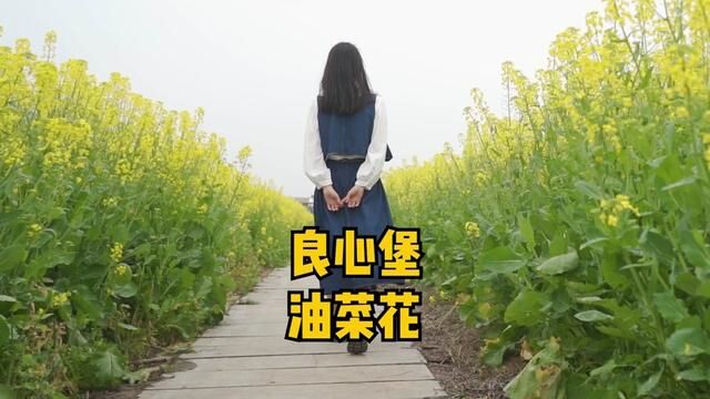 什么样的油菜花算的上良心?君山区良心堡镇告诉你答案#君山良心堡油菜花节 #岳阳旅游