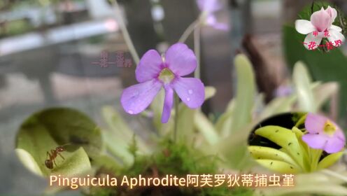 Pinguicula Aphrodite阿芙罗狄蒂捕虫堇