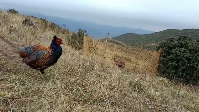 黑脖子野鸡户外拍摄