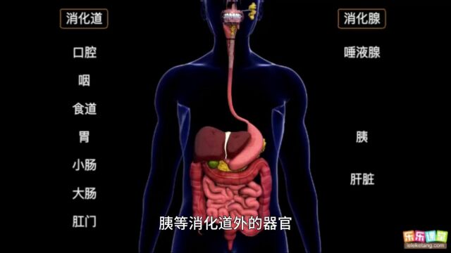 2.2.1 人体的消化系统