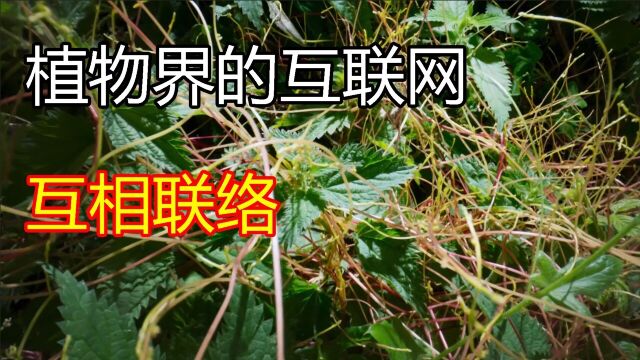 植物还有互联网?还能互相联络共渡难关!大自然的神奇设计!