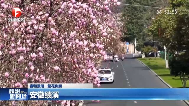 安徽黄山:街头玉兰花开,满城尽显芬芳