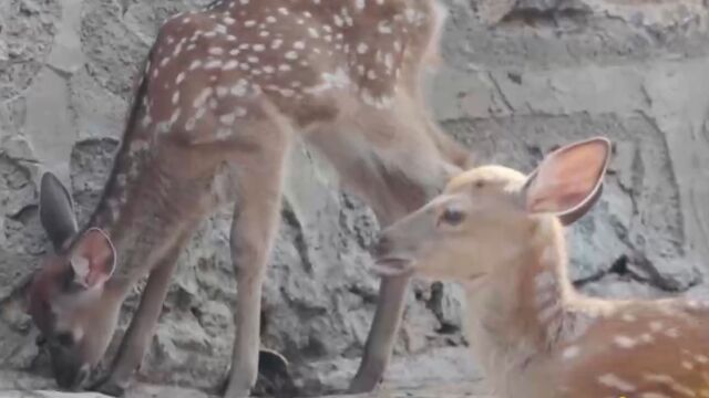 梅花鹿养殖投入低回报高,当地养殖户靠此增收致富