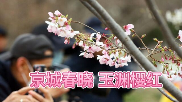 【玉渊潭】第34届樱花文化活动暨第4届春季花卉联展3月18日开幕