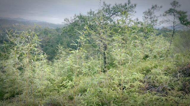 大山深处自然风景