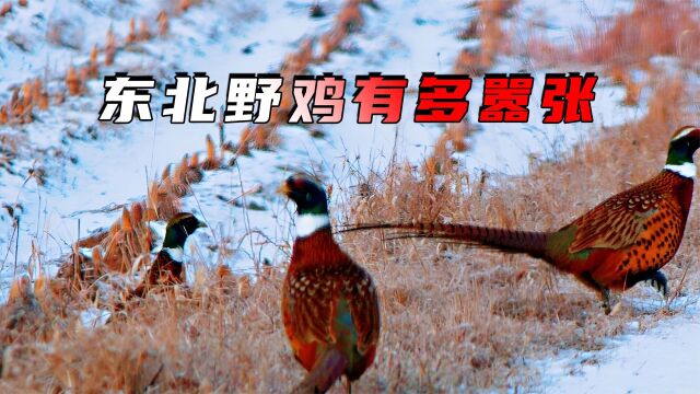 东北野鸡有多嚣张?数量多到撞墙无人吃,农民恨之入骨却无可奈何