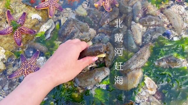 下次来北戴河一定要去的四个热门赶海地,#民宿#秦皇岛旅游