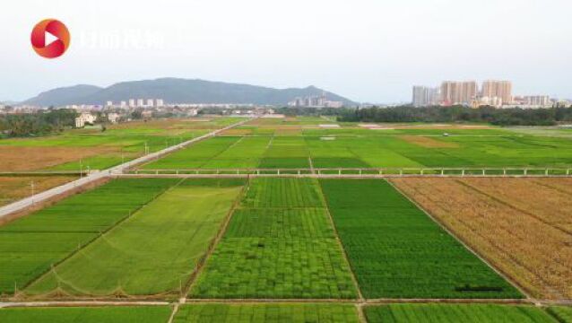 航拍海南国家南繁科研育种基地︱天府粮心