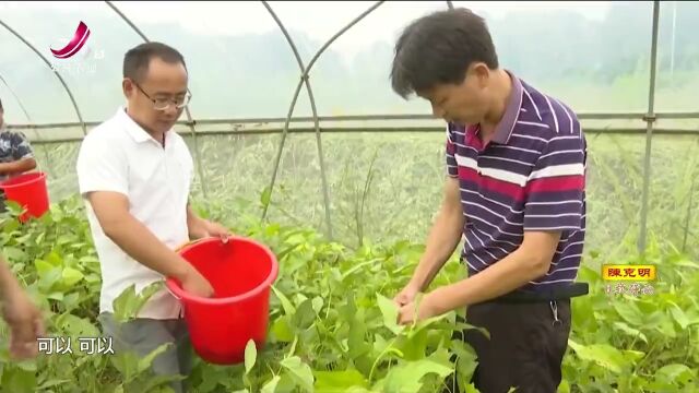 湖口:“豆虫共生”走上致富路