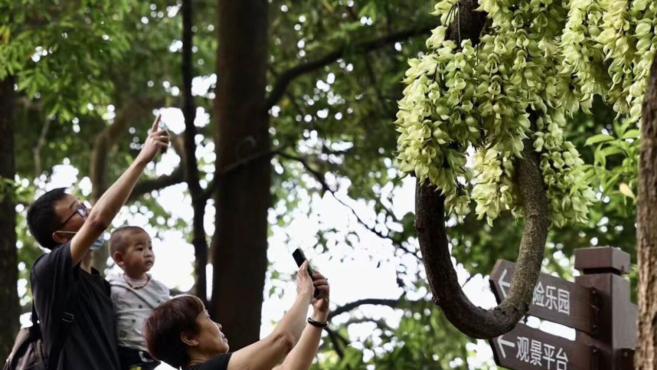 天鹿湖禾雀花图片