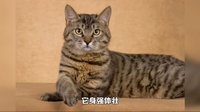 猫咪百科之狸花猫,中华田园猫的扛把子