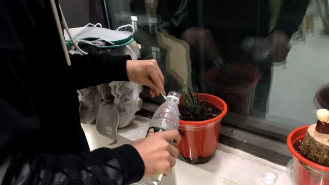 我的植物