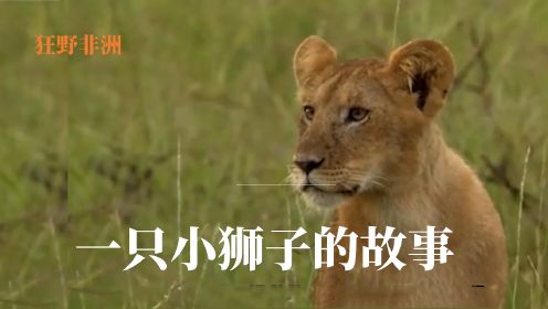 狂野非洲 | 一只小狮子的故事