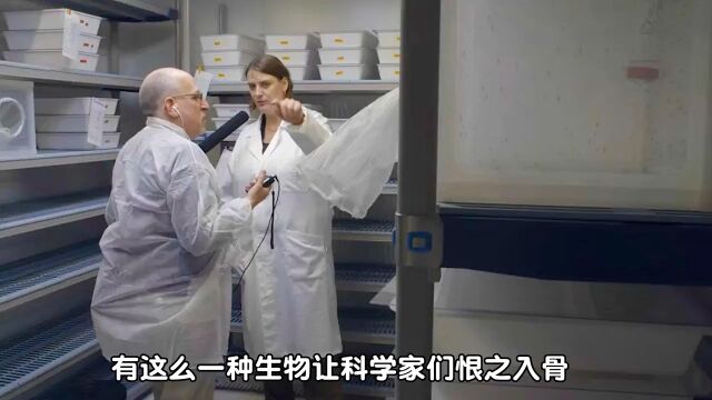 有这么一种生物让科学家们恨之入骨#好奇昆虫 #孑孓 #蚊子