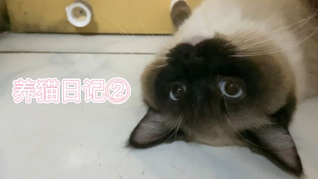 养猫日记②猫猫发情