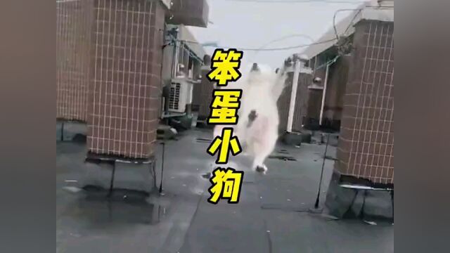 修狗也搞笑