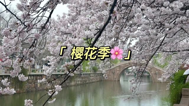 虞城的樱花来了~来赏花吧 可惜今天天公不作美~传说中的烟雨江南吧~#樱花 #江南 #常熟