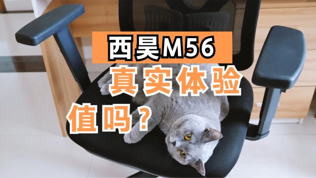 西昊M56电脑椅 人与猫的使用体验测评分享